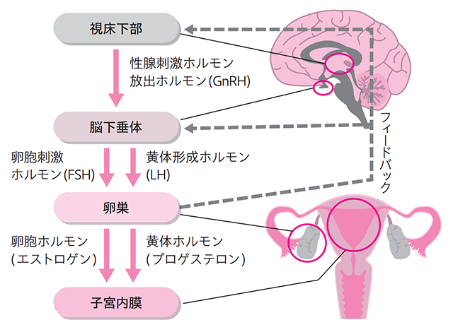 ホルモンの連携の図