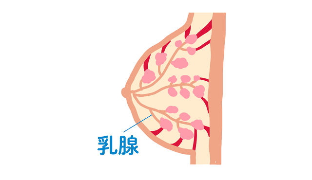 乳がん発症部位